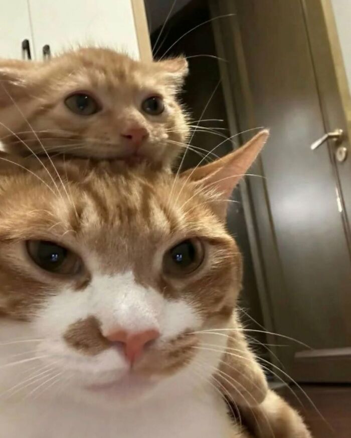 Wait Till You See These Cats That Don't Even Know They're Comedy Gold (37 Pics)