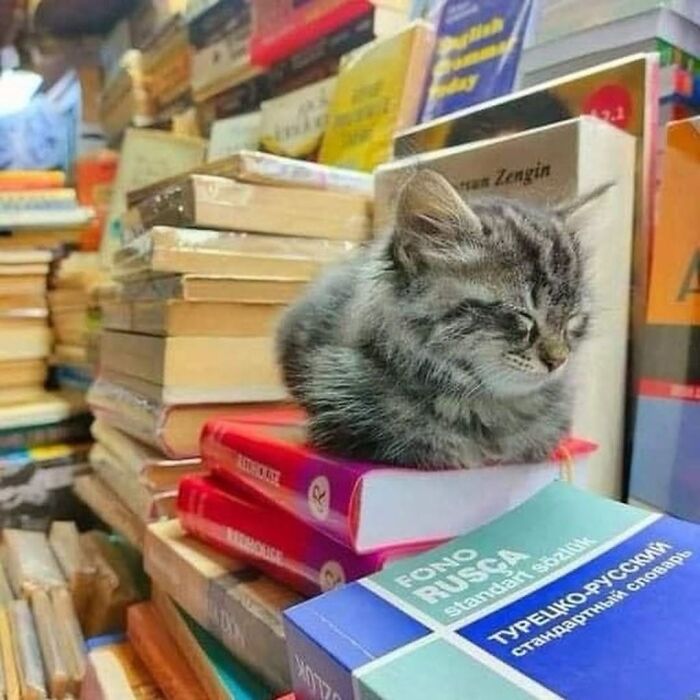 Wait Till You See These Cats That Don't Even Know They're Comedy Gold (37 Pics)