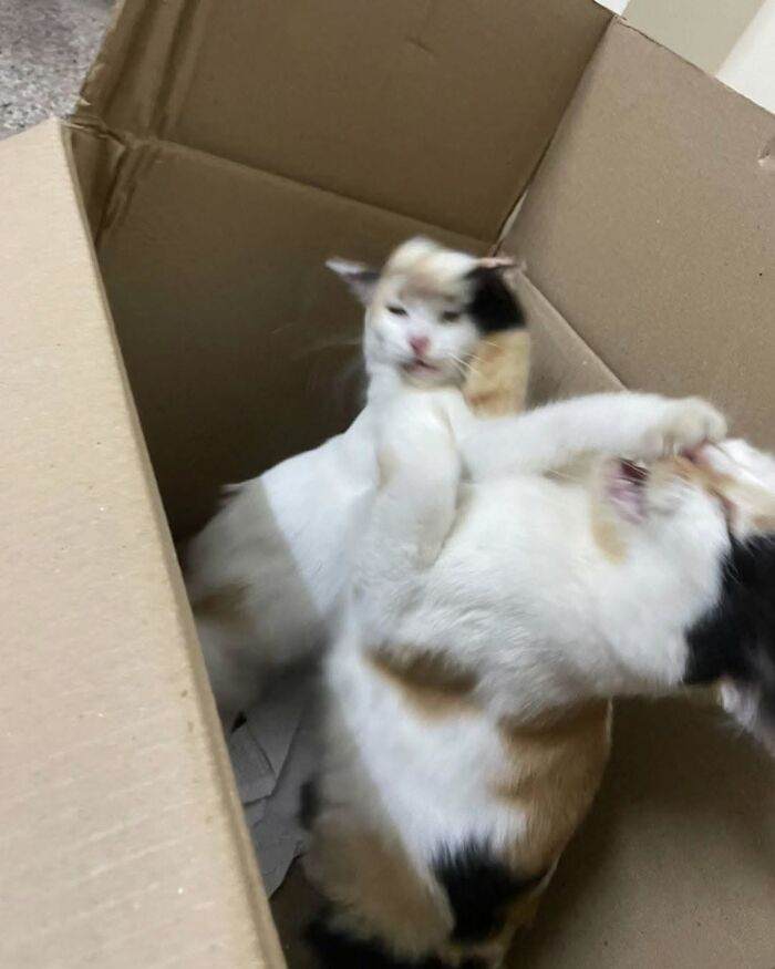 Wait Till You See These Cats That Don't Even Know They're Comedy Gold (37 Pics)