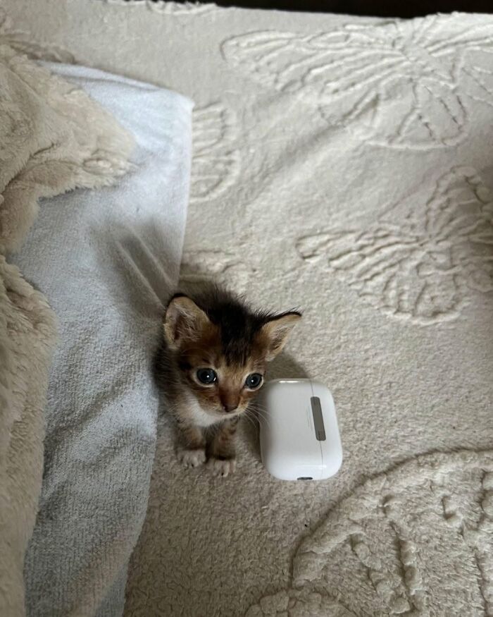 Wait Till You See These Cats That Don't Even Know They're Comedy Gold (37 Pics)