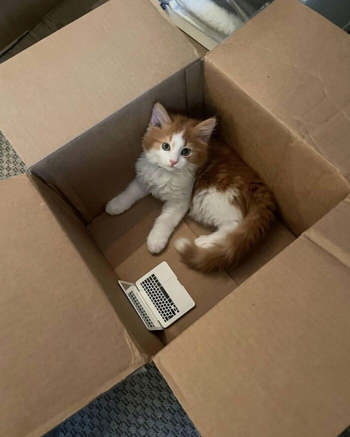 Wait Till You See These Cats That Don't Even Know They're Comedy Gold (37 Pics)