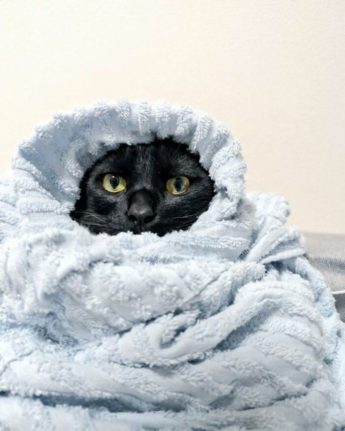 Wait Till You See These Cats That Don't Even Know They're Comedy Gold (37 Pics)