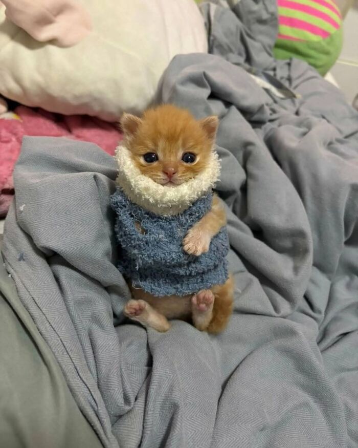 Wait Till You See These Cats That Don't Even Know They're Comedy Gold (37 Pics)