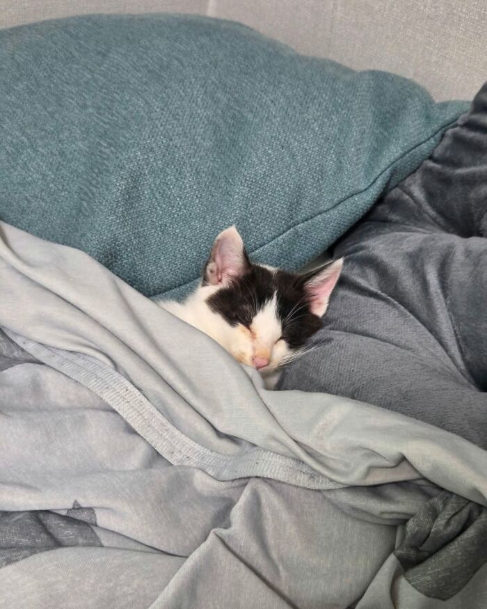 Wait Till You See These Cats That Don't Even Know They're Comedy Gold (37 Pics)