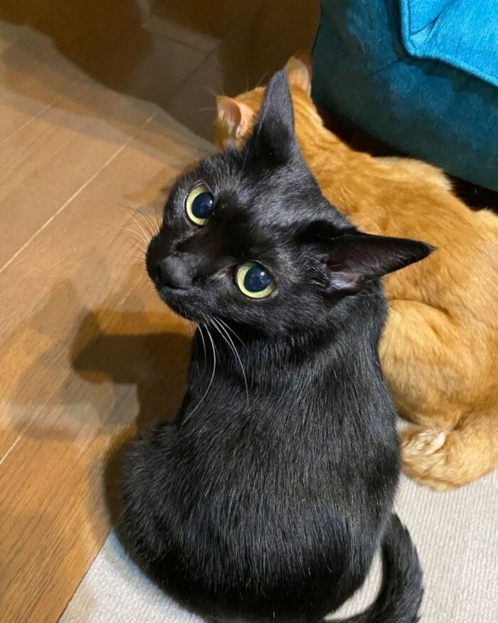 Wait Till You See These Cats That Don't Even Know They're Comedy Gold (37 Pics)