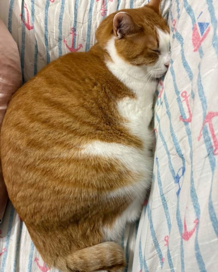 Wait Till You See These Cats That Don't Even Know They're Comedy Gold (37 Pics)