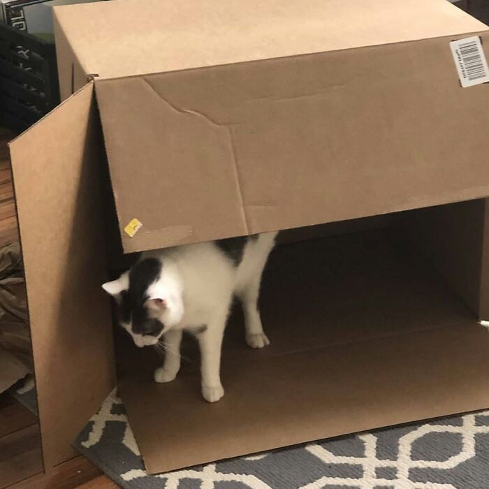 Wait Till You See These Cats That Don't Even Know They're Comedy Gold (37 Pics)