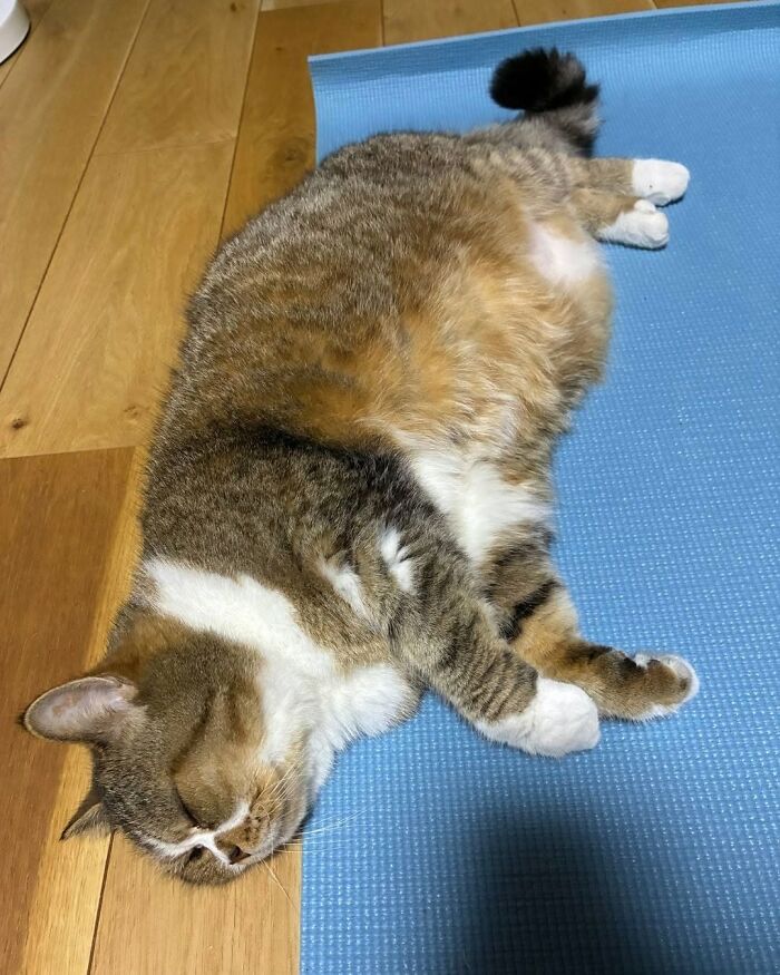Wait Till You See These Cats That Don't Even Know They're Comedy Gold (37 Pics)