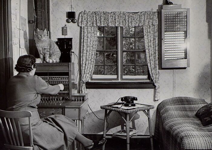 Switchboard Operator And Her Cat, Sweden 1953 (Work Buddies)