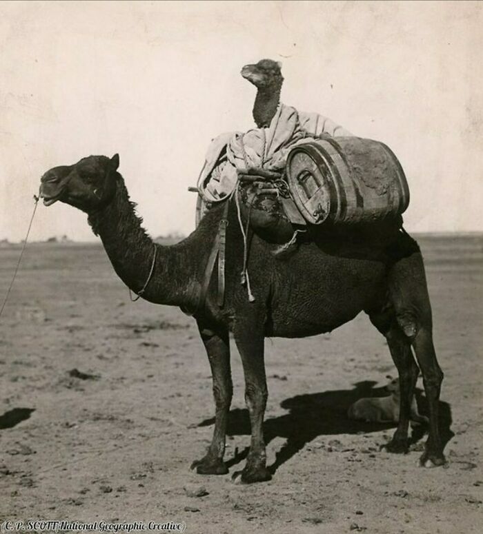 Baby Camel Hitching a Ride in Western Australia, 1916 (Camelception!)