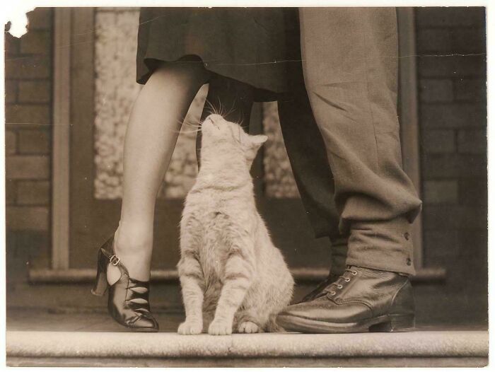 Soldiers’ Goodbye & Bobbie The Cat, Sydney WW2 Era (Furry Farewell)