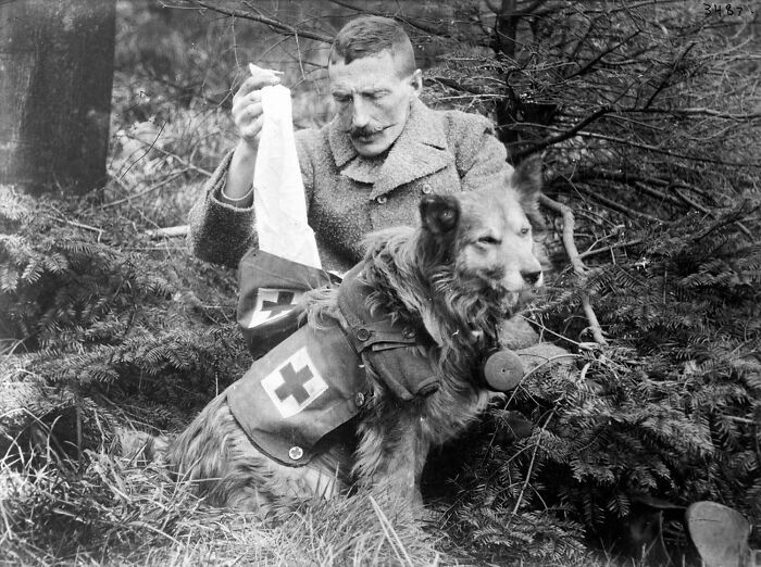 Bandages From A British Dog’s Kit, 1915 (Doggo Medic, Reporting For Duty)