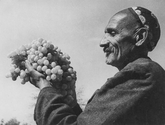 Top Uzbek Winemaker Breeding New Grape, 1939 (Wine Science!)