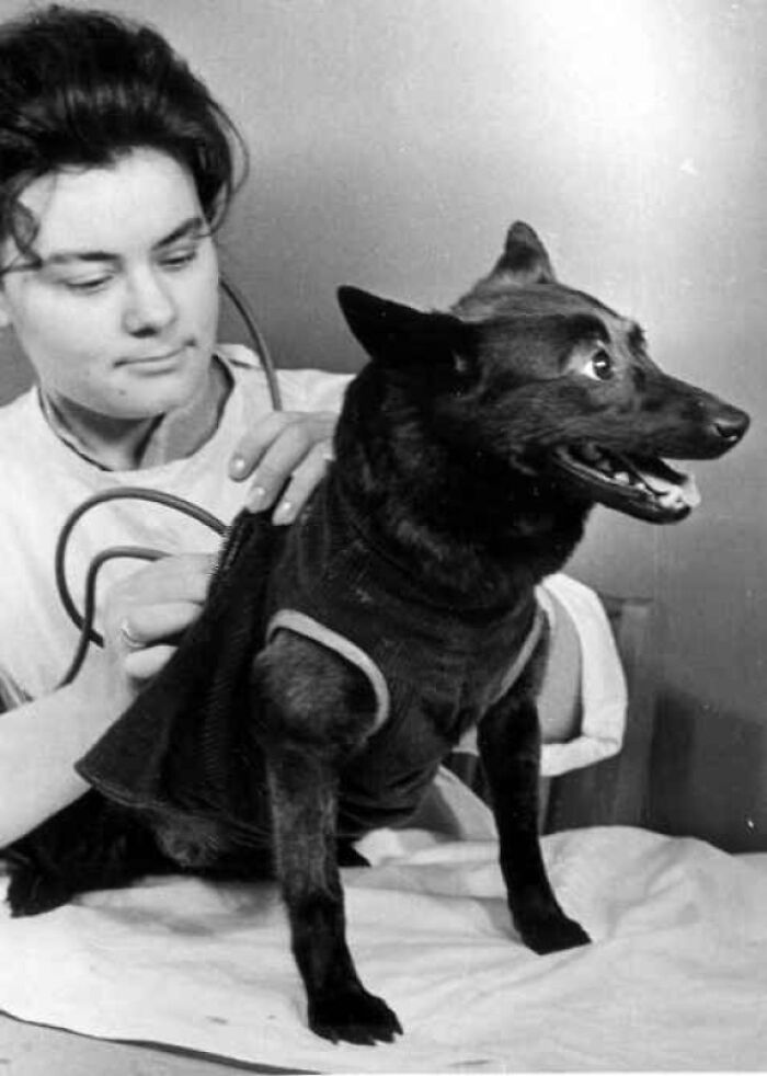 Space Dog Chernushka Before Flight, 1961 (Paws Up for Mission!)