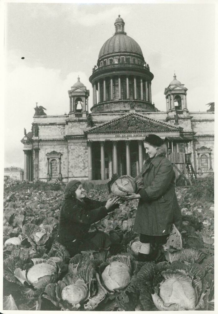 Cabbages Instead Of Roses For Autumn, 1942 (Unusual Bouquet)