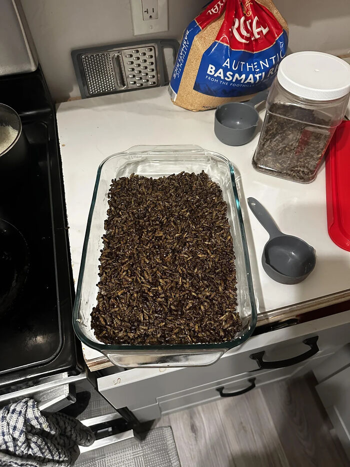 Rice Cricket Treats: Protein Packed Or Nah?