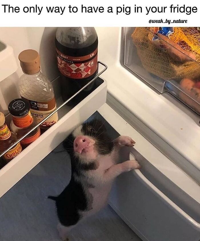 Get Ready to Laugh: 47 Vegan Memes That Actually Nail It