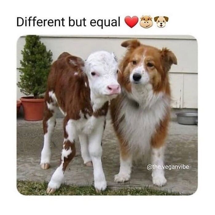 Get Ready to Laugh: 47 Vegan Memes That Actually Nail It
