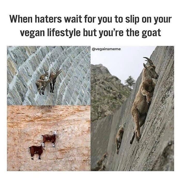 Get Ready to Laugh: 47 Vegan Memes That Actually Nail It