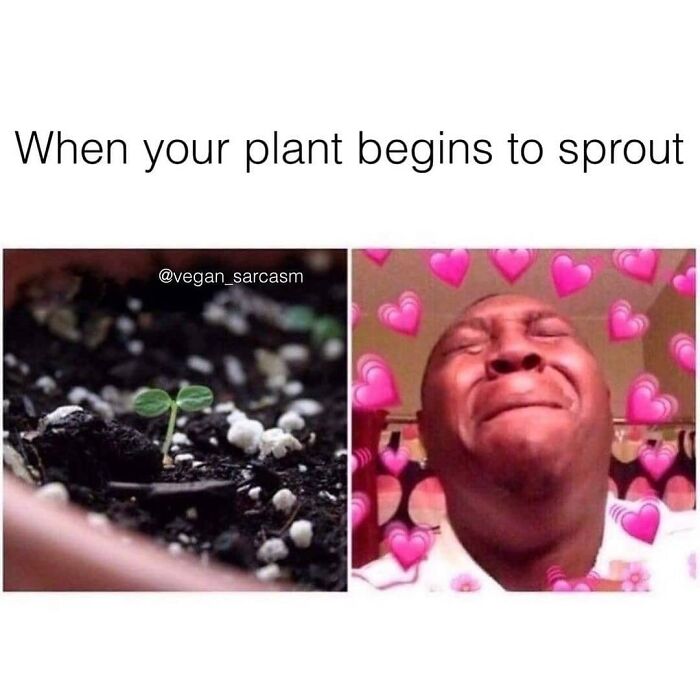 Get Ready to Laugh: 47 Vegan Memes That Actually Nail It