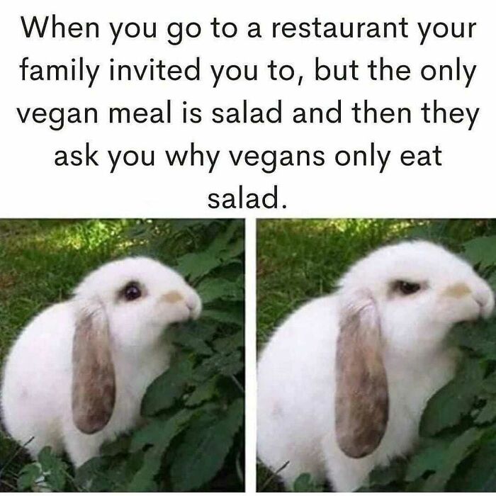 Get Ready to Laugh: 47 Vegan Memes That Actually Nail It
