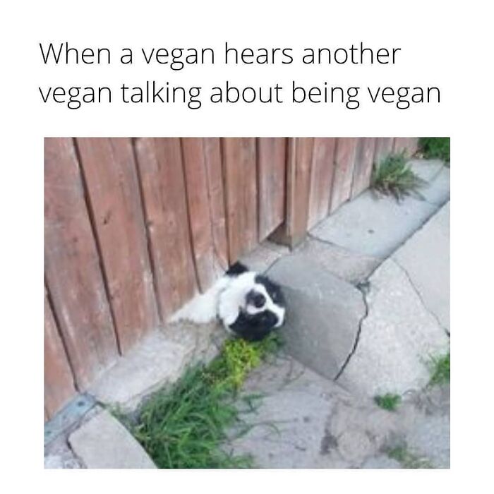 Get Ready to Laugh: 47 Vegan Memes That Actually Nail It