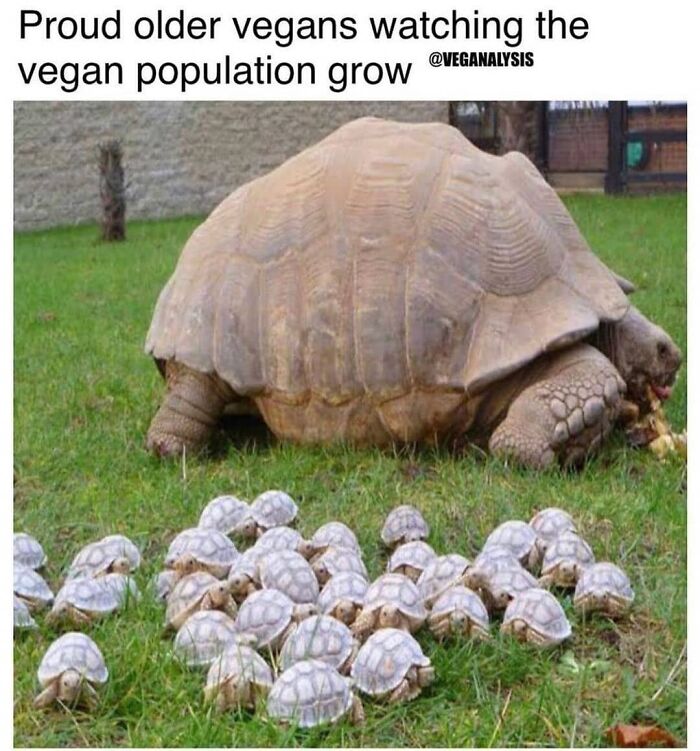 Get Ready to Laugh: 47 Vegan Memes That Actually Nail It
