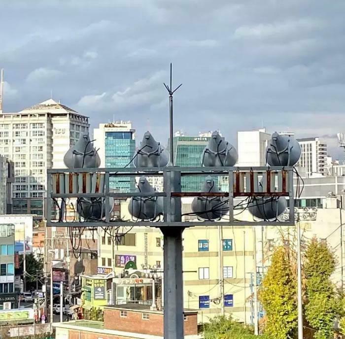 Chubby Pigeons or Just Rain Drops?