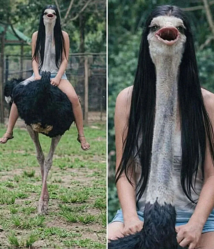 Ostrich or Girl? Brain Says Both!
