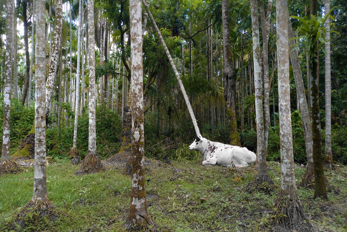 The Mysterious Spotted Unicorn
