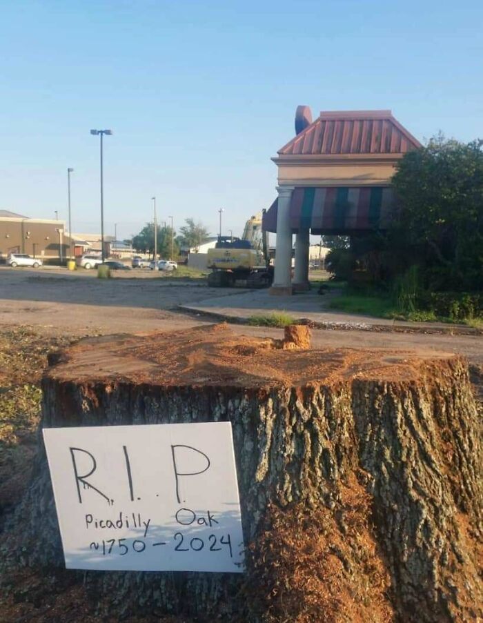 280-Year-Old Tree Down for a Sandwich Spot