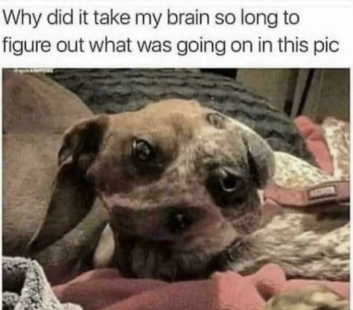 What Am I Even Looking At?