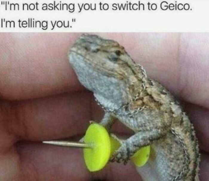 These Geico Ads Are Getting Crazy!