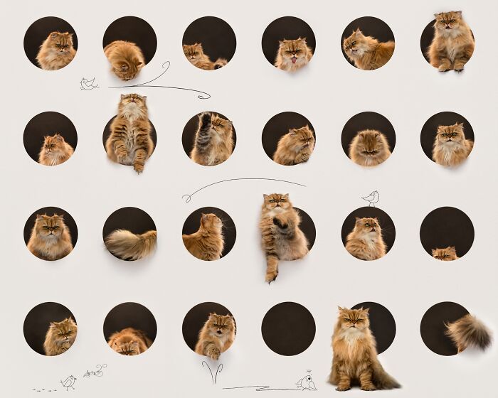 Feline Portrait – "Cattitude" By Belinda Richards