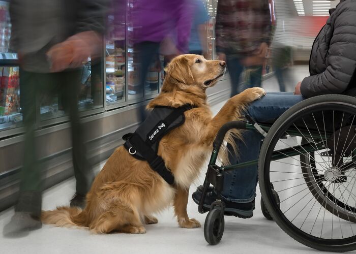 Pets And People – "I'm Your Constant In The Chaos (1)" By Cris Skinner