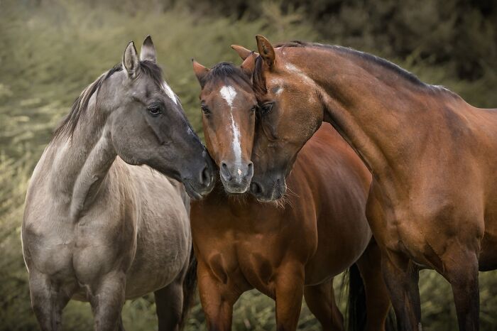 Equine Portrait – "Oldie Friends" By Diane Bliessen