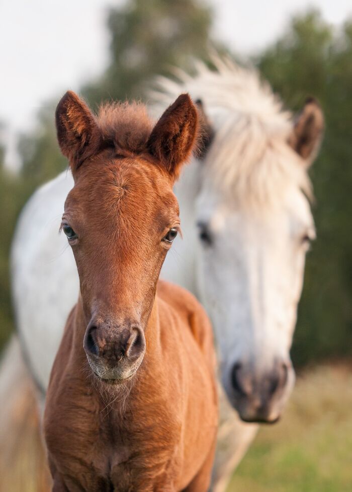 Equine Portrait – "Curious Icelandic Foal and Mom" By Iris Van Velzen