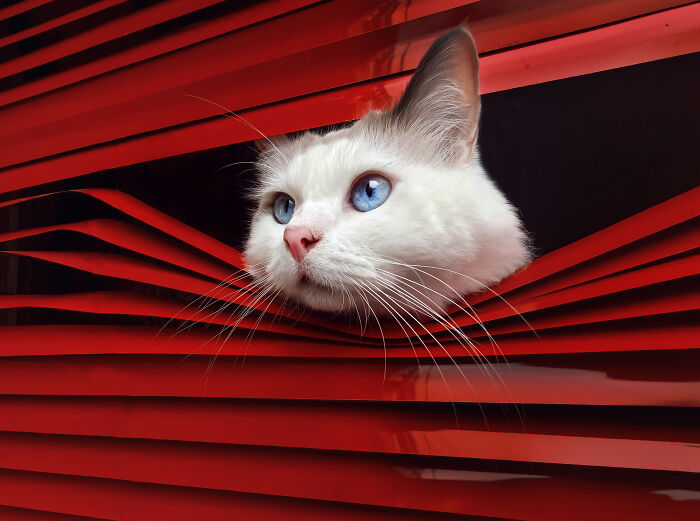 Phone Category – "Peeking Cat" By He Huapei