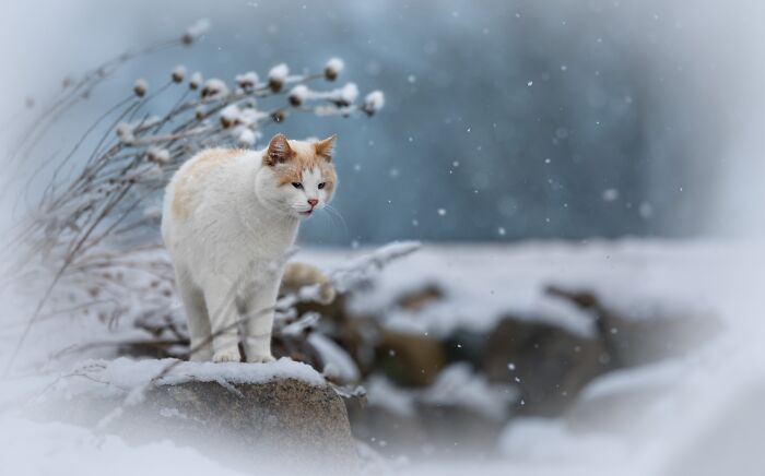 Feline Portrait – "Winter Whiskers" By Betty Brodie