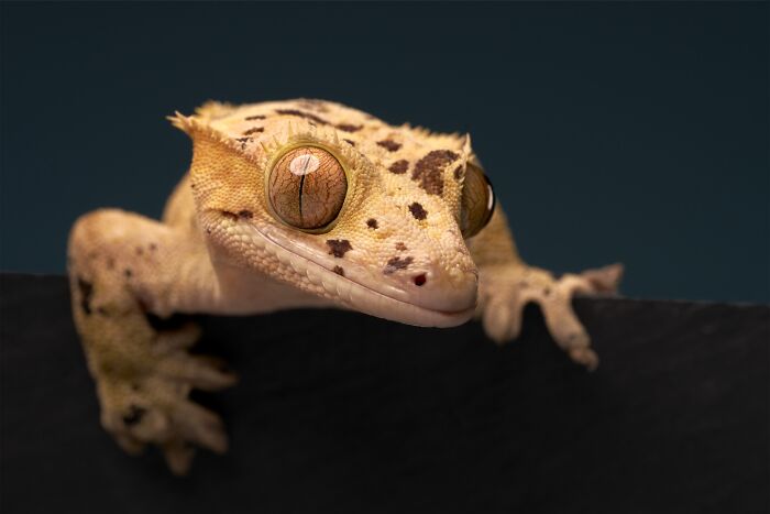 Open Portrait – "The Watchman" By Adam Claus