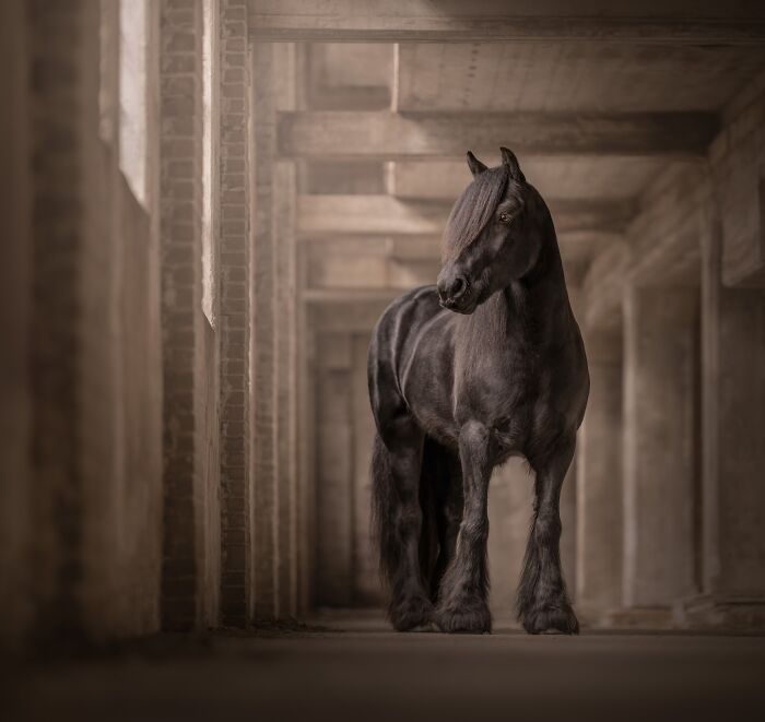 Equine Portrait – "Majestic Friesian" By Renate Zuidema