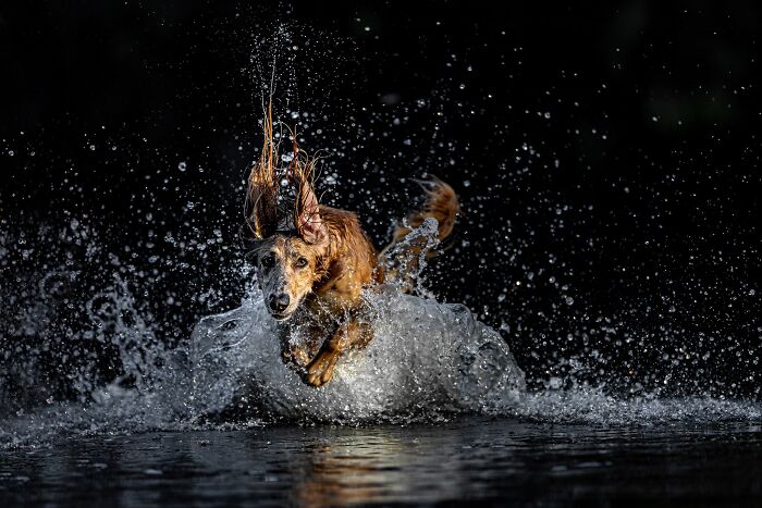 Action Category – "Untamed Momentum" By Jodie Grieve
