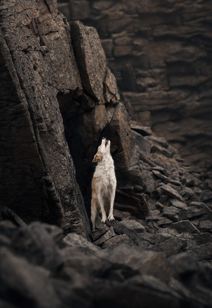 Canine Portrait – "Call Of The Wild" By Callie Soden