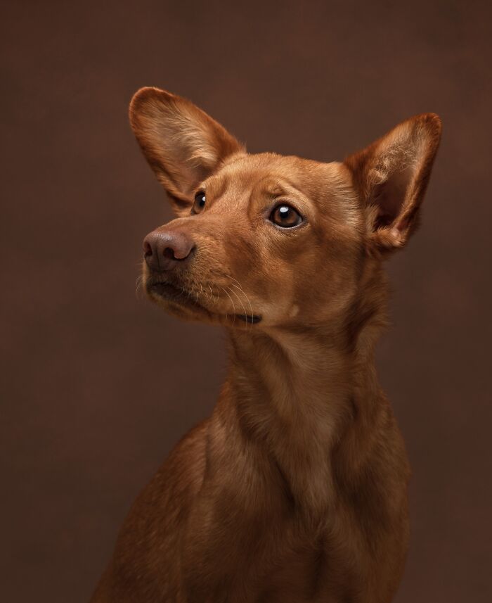Canine Portrait – "A Piece Of Art" By Kairi Laiapea