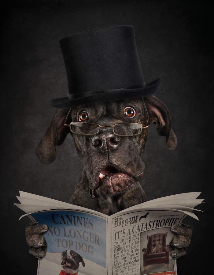 Pet Photographer Of The Year – "It's A Catastrophe!" By Belinda Richards