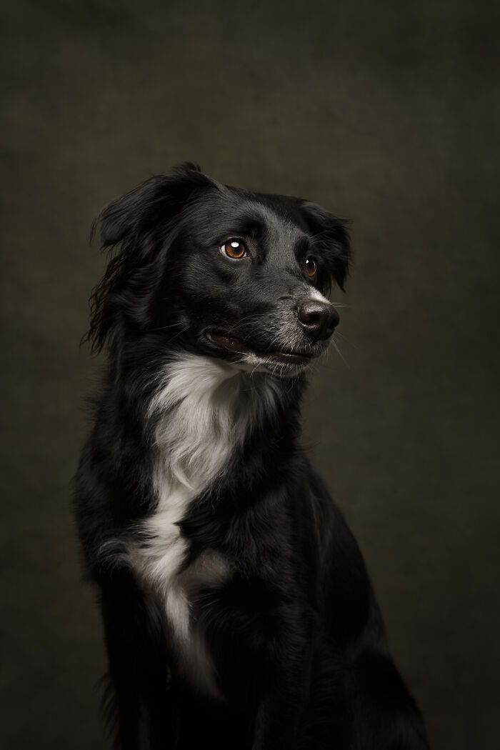 Studio Category – "Faithful Gaze" By Hanneke Naaktgeboren