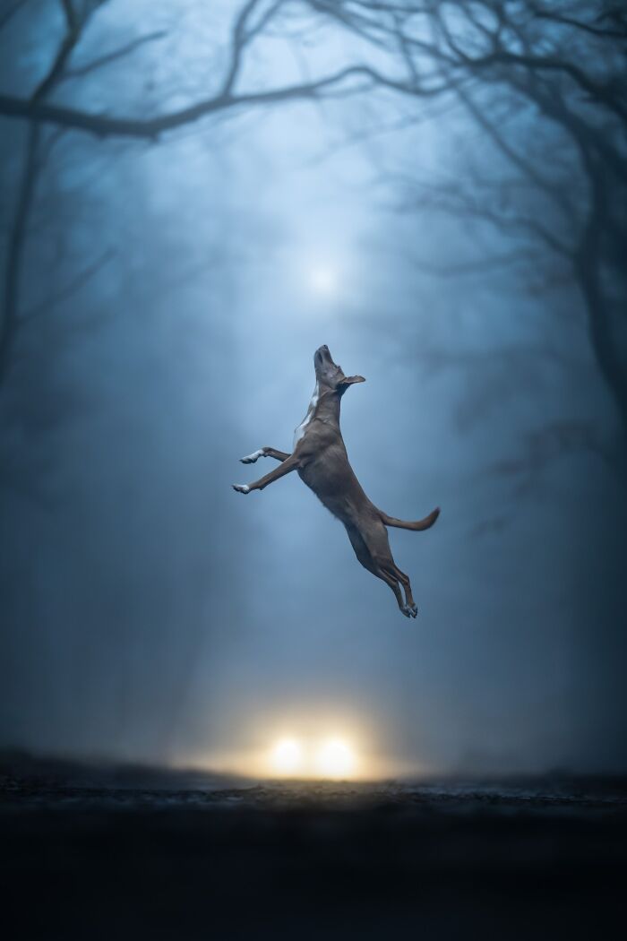 Action Category – "A Podenco Thing" By Linda Glomb