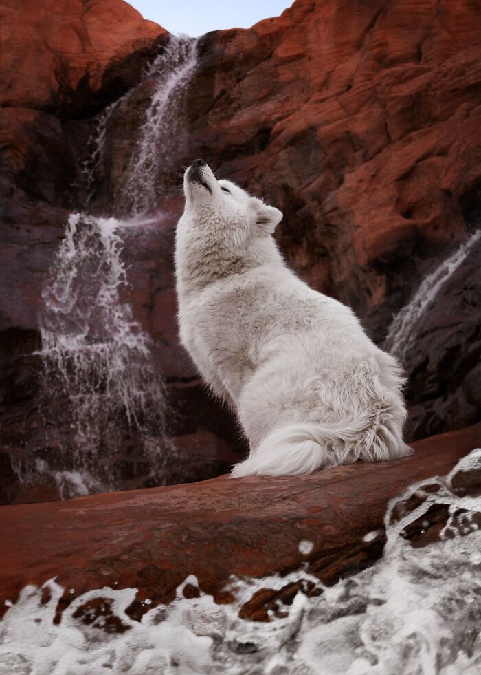 Canine Portrait – "Boreal Bear" By Natalie Hodges