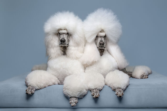 Studio Category – Finalist By Rachel Mccready