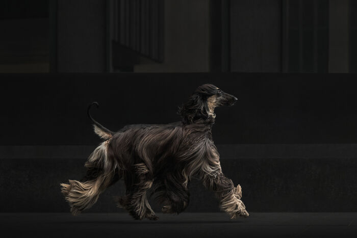 Action Category – "Levitating" By Chantal Levesque